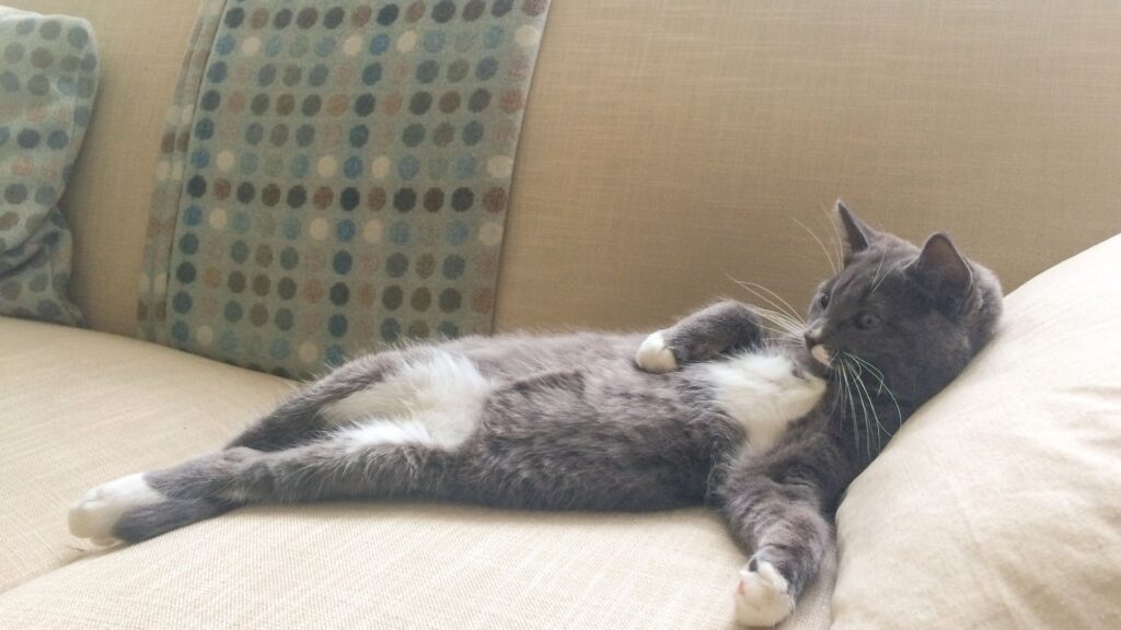くつろぐ猫
